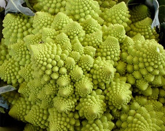 Semillas de Brócoli Romanesco / Ecológico