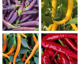 Cayenne Pepper Collection | Hot | Seeds
