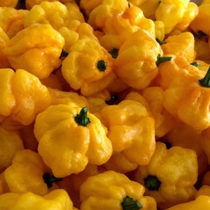 Yellow Scotch Bonnet Pepper Seeds | Hot | Heirloom
