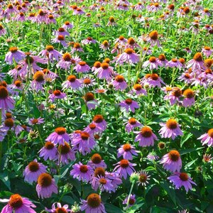 Purple Coneflower Echinacea Seeds  | Heirloom | Organic | Native