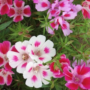 Abschied von den Frühlingsblumensamen