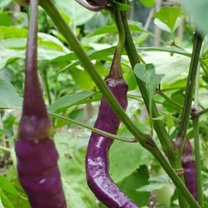 Purple Cayenne Pepper Seeds | Hot | Organic