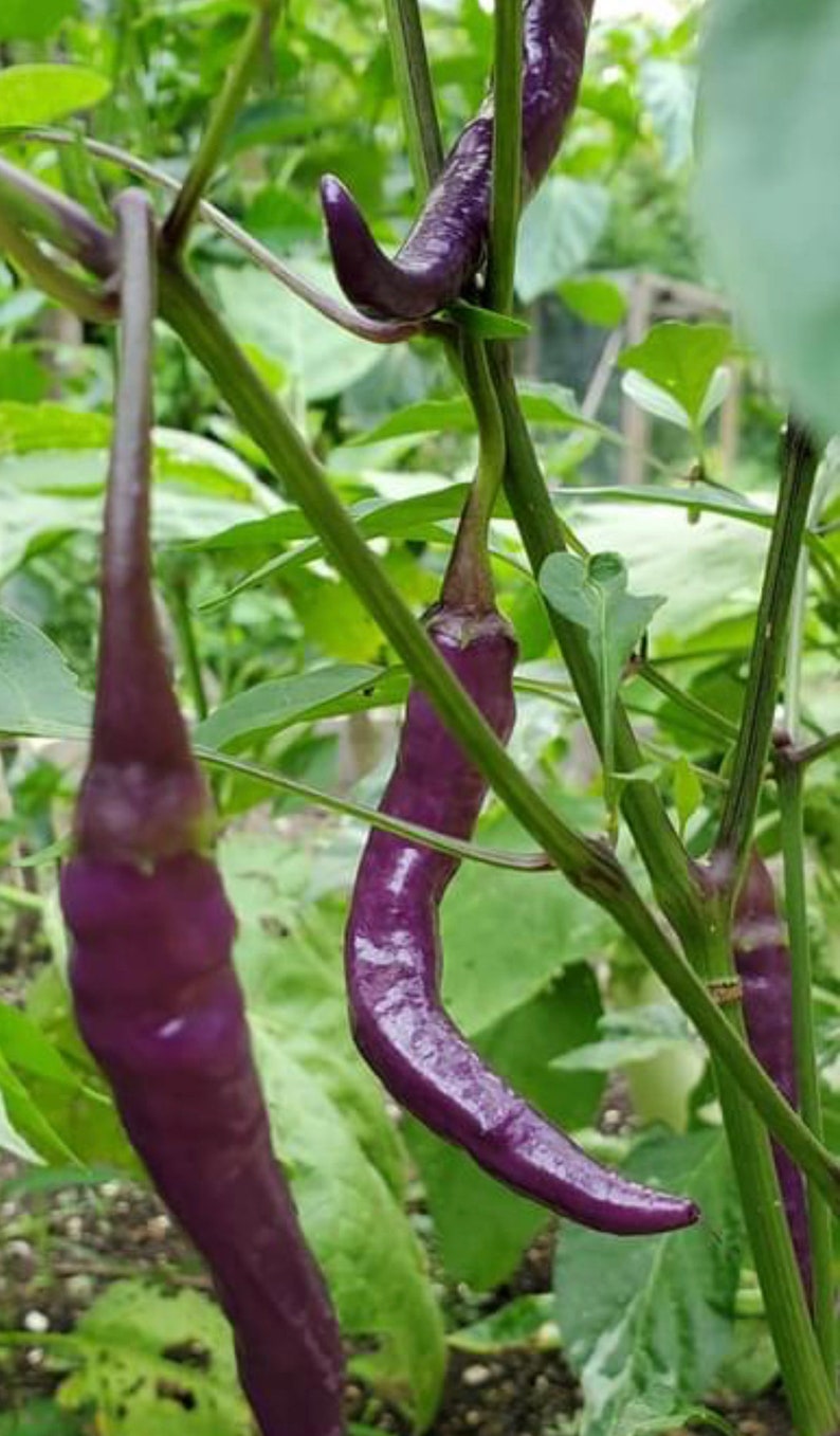 Purple Cayenne Pepper Seeds | Hot | Organic