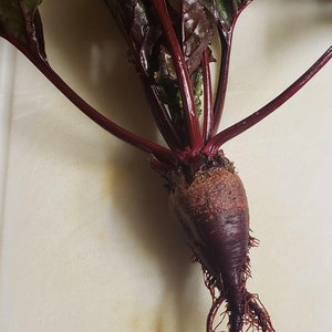 Bull&#39;s Blood Beet Seeds | Heirloom | Organic
