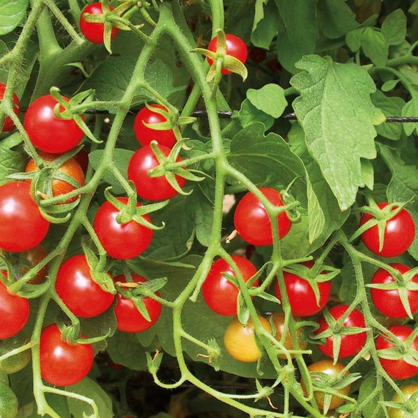 Sweetie Tomato Seeds | Heirloom | Organic