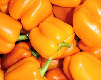 Orange Sun Sweet Pepper Seeds | Organic