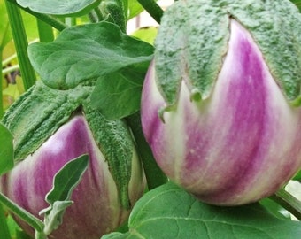 Rosa Bianca Eggplant Seeds | Heirloom | Organic