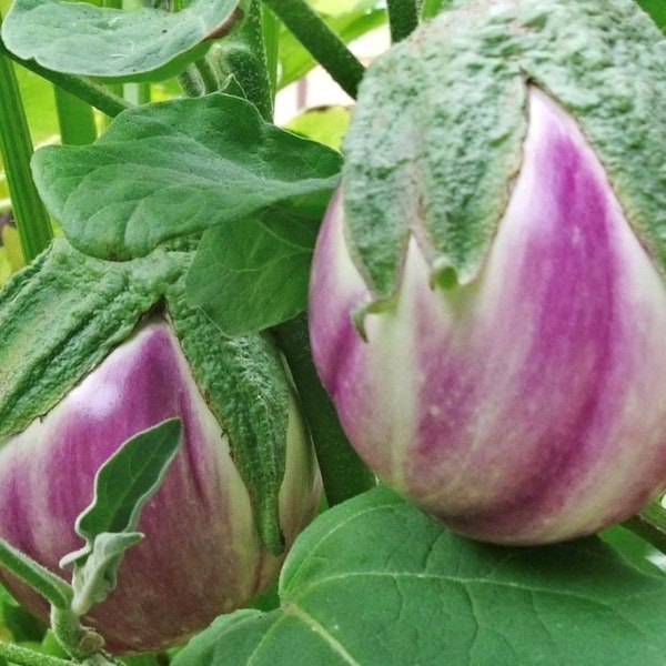 Rosa Bianca Eggplant Seeds | Heirloom | Organic