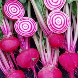 Chioggia Beet Seeds | Heirloom | Organic