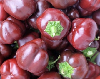 Mini Chocolate Bell Pepper Seeds | Heirloom | Organic