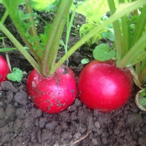 Champion Radish Seeds | Heirloom | Organic