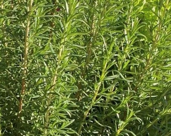 Rosemary Seeds | Herb | Organic