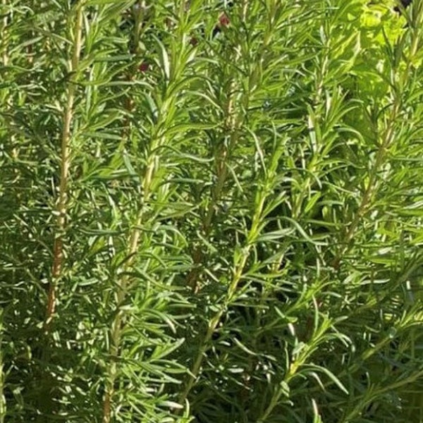 Rosemary Seeds | Herb | Organic