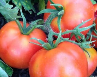 Semillas de tomate arbustivo enano extremo