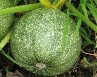 Round Zucchini | Summer Squash | Heirloom | Organic