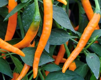 Orange Cayenne Pepper Seeds | Hot