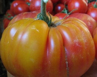 Mr. Stripey Tomato | Heirloom Seeds | Organic