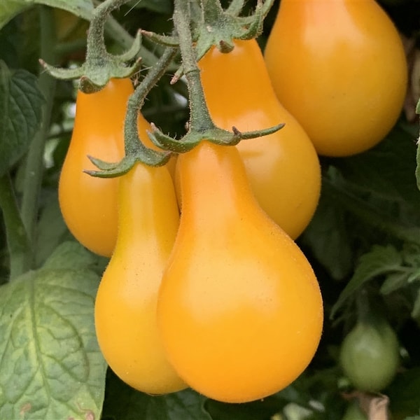 Yellow Pear Tomato Seeds | Heirloom | Organic