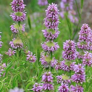 May include: A field of purple bergamot flowers in bloom. The flowers are arranged in clusters on tall stalks, with green leaves visible in the background.