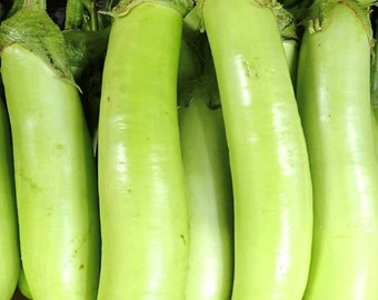 Semillas de berenjena larga de Luisiana / Variedad tradicional / Orgánica