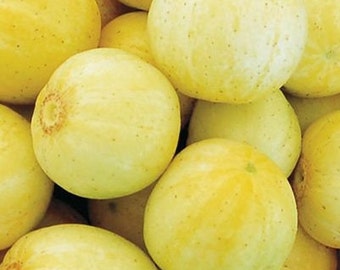 Lemon Cucumber Seeds | Heirloom | Organic