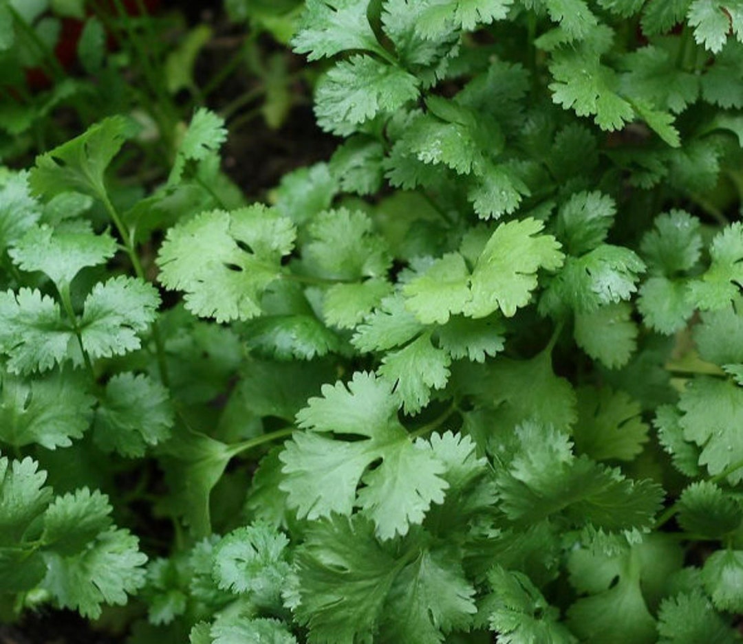 Slow Bolt Cilantro coriander Seeds Organic Etsy