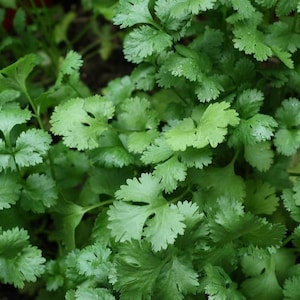 Slow Bolt Cilantro (Coriander) Seeds | Organic