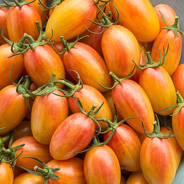 Blush Tomato Seeds | Organic