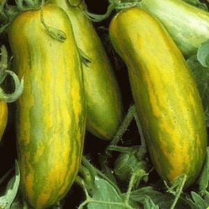 May include: Close-up of three green and yellow striped tomatoes. The tomatoes are long and slender, with a slightly curved shape.