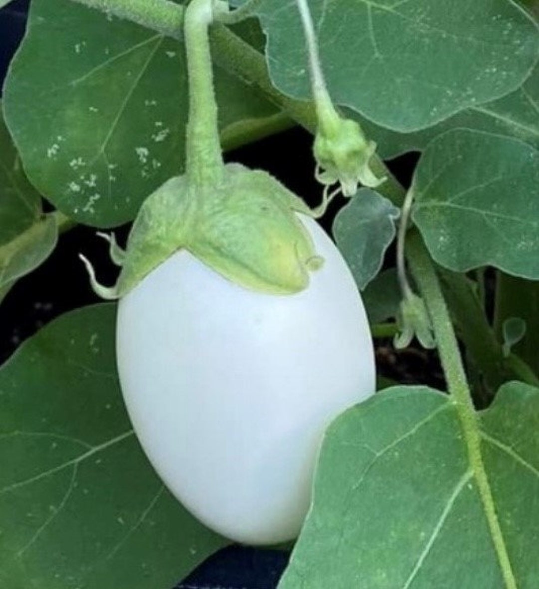 Japanese White Egg Eggplant Seeds Heirloom Organic Etsy