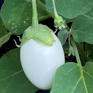 Japanese White Egg Eggplant Seeds | Heirloom | Organic