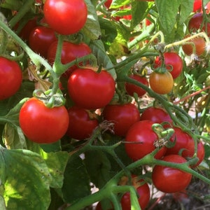 Washington Cherry Tomate Samen | Bio
