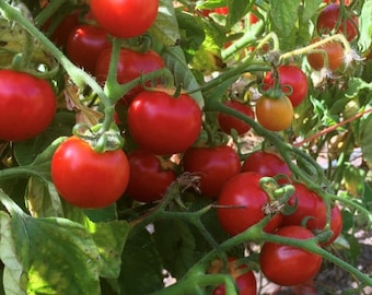 Washington Cherry Tomato Seeds | Organic