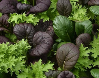 Asian Salad Mix | Seeds | Heirloom | Organic