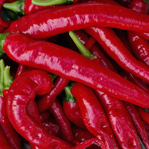 Large Red Thick Cayenne Pepper Seeds | Heirloom | Organic