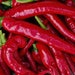 see more listings in the Pepper Seeds (Hot) section