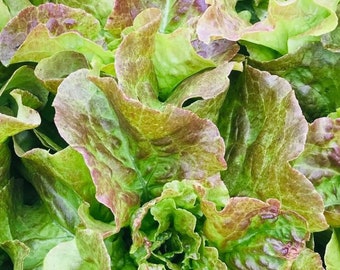 Bronze Mignonette Butterhead Lettuce Seeds | Heirloom | Organic