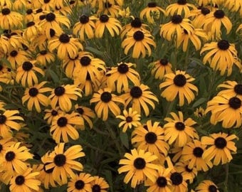 Black Eyed Susan Blumensamen