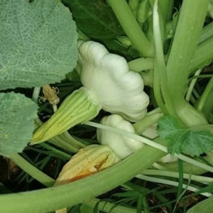 Nasiona dyni letniej Early White Bush Scallop | Heirloom | Organic