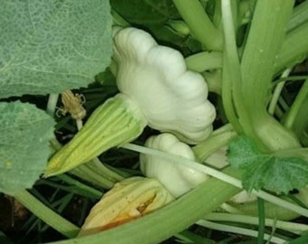 Early White Bush Scallop Summer Squash Seeds | Heirloom | Organic