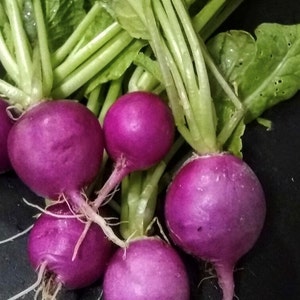 Sale** 1 Oz (2,500 Seeds) Purple Plum Radish
