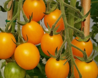 Gold Nugget Tomato Seeds | Heirloom | Organic