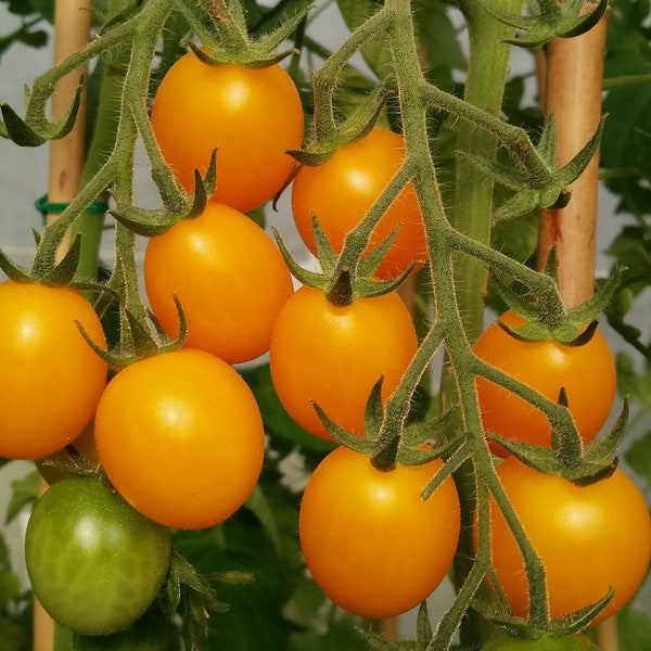 Gold Nugget Tomato Seeds | Heirloom | Organic