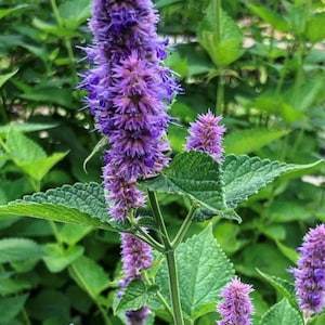 May include: A close-up shot of purple Agastache flowers in a garden setting. The flowers are clustered on long stems, with green leaves in the background. The image highlights the plant's vivid colour and texture.
