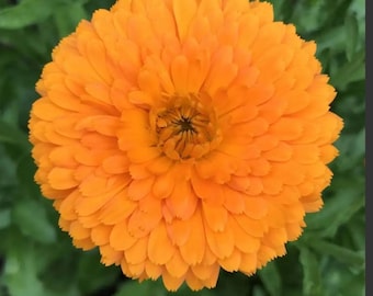 Ball's Orange Calendula Seeds
