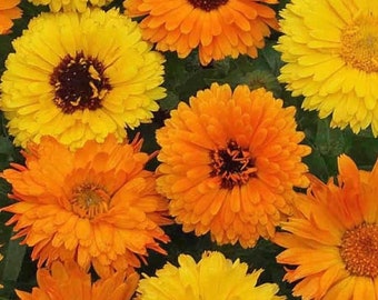 Pacific Beauty Calendula Seeds