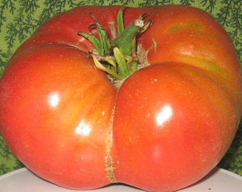 Weisnitcht's Ukrainian Tomato | Heirloom | Organic