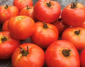 Campbells 146 Tomatensamen | Erbstück | Bio