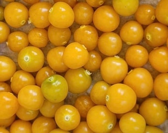 Golden Berry | aka Peruvian Ground Cherry | Cape Gooseberry | Heirloom | Organic