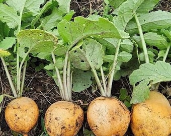 Semillas de rábano Golden Helios